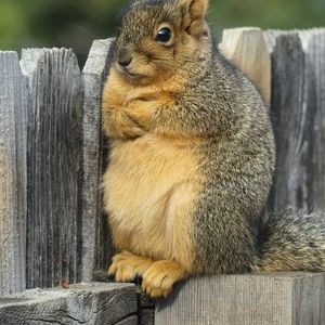 Meet your Posher, Freddy